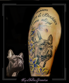 portret hond franse bulldog