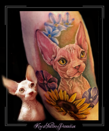 portret,sfinx,kat,poes,naaktkat,kleur,color,bovenarm,sphinx,nude cat,dier,portret,